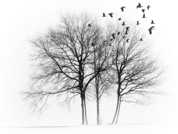 Дерево без листвы на прозрачном фоне