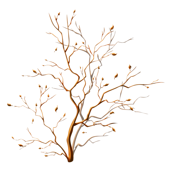Ветка дерева на прозрачном фоне