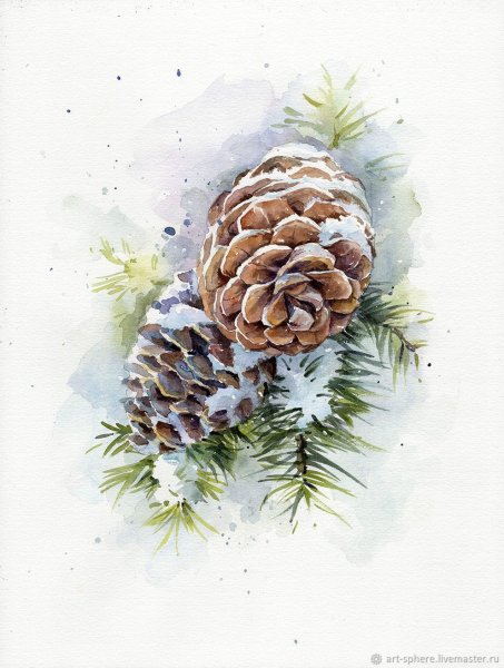Еловые шишки акварелью