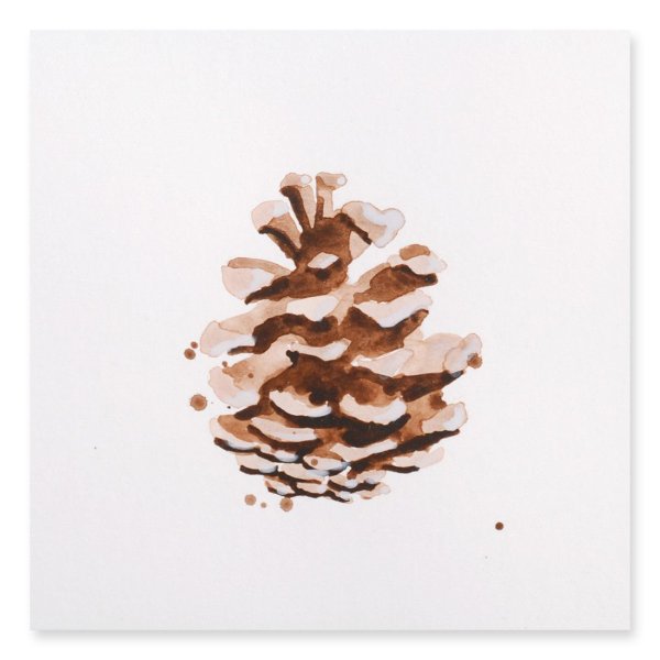 Этюд шишки акварелью