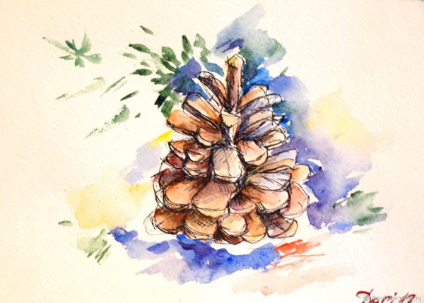 Шишки акварель