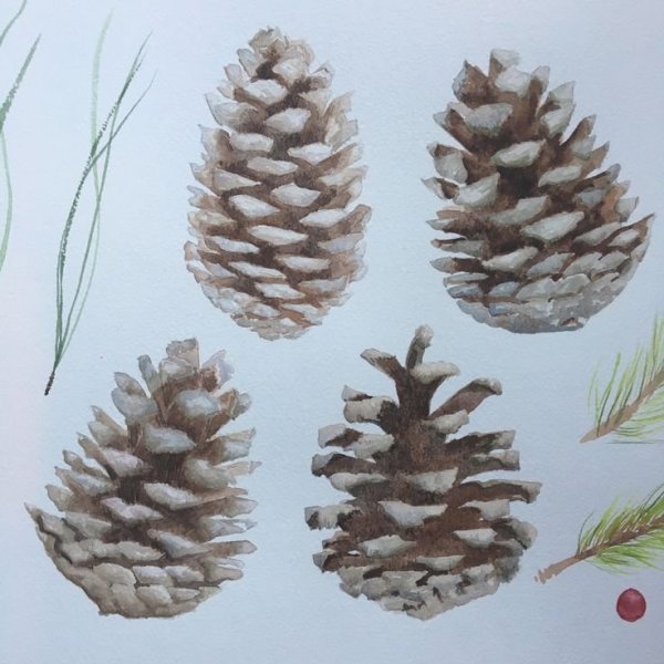 Рисуем шишку