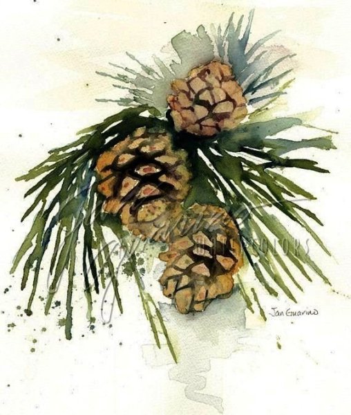 Шишка акварелью