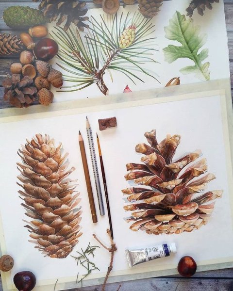 Сосновые шишки акварелью