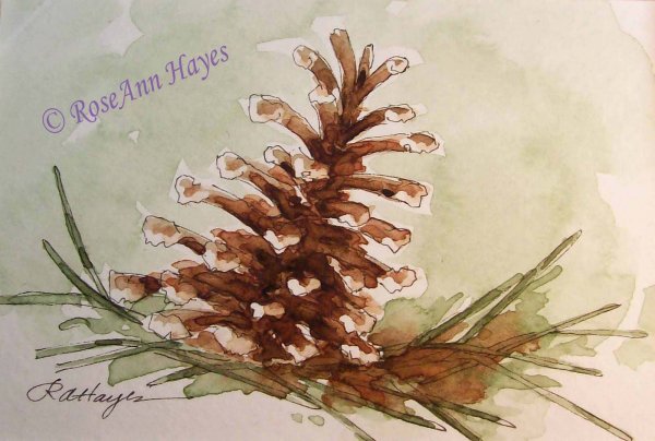 Сосновая шишка акварель