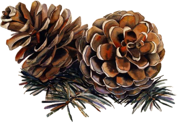 Сосновая шишка акварель