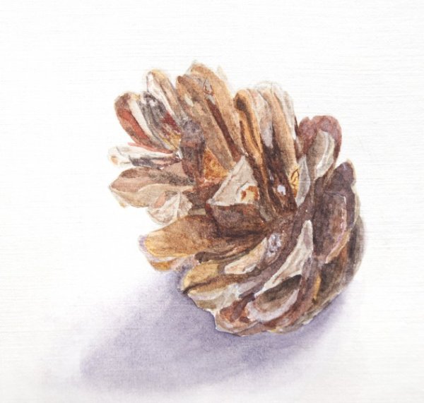 Сосновая шишка акварель