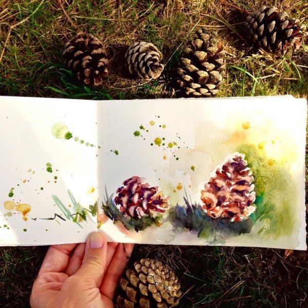 Кедровая шишка акварель