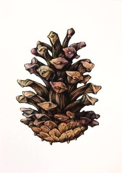 Шишка акварелью