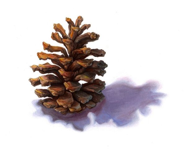 Шишки акварель