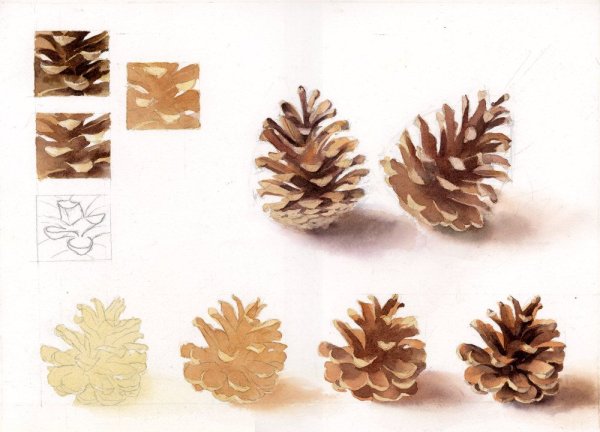 Шишка акварелью