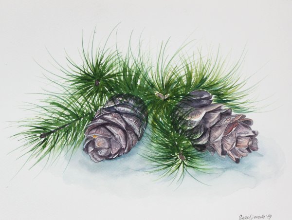 Шишки акварель