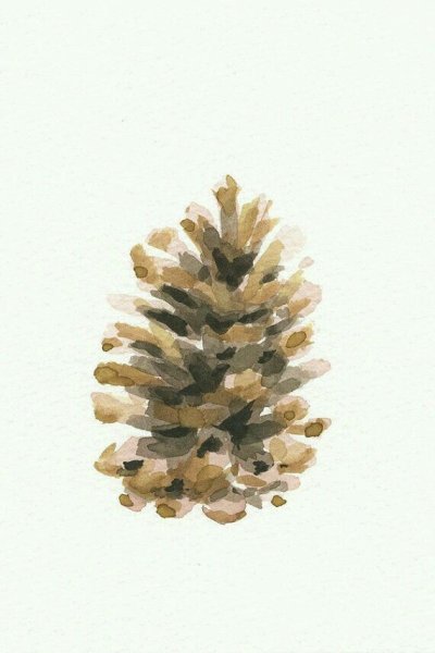 Шишка акварелью