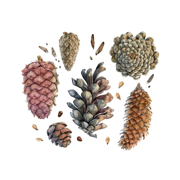 Сосновая шишка акварель