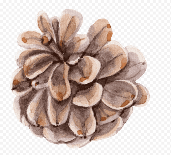 Шишка акварелью