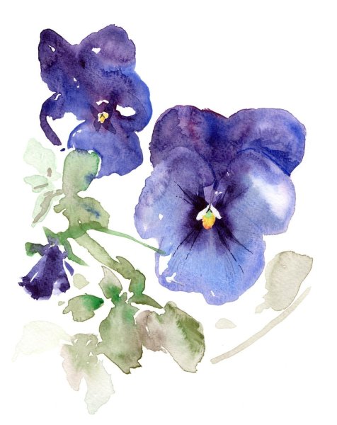 Aquarelle Виола