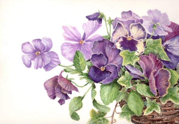 Акварельные фиалки
