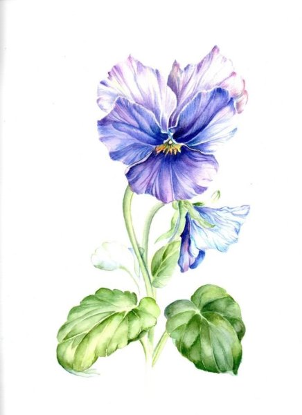 Ботаническая акварель Анютины глазки