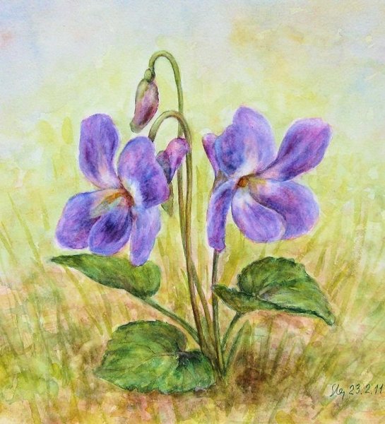 Фиалки акварелью