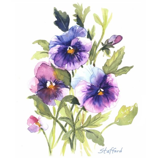 Анютины глазки цветы акварель