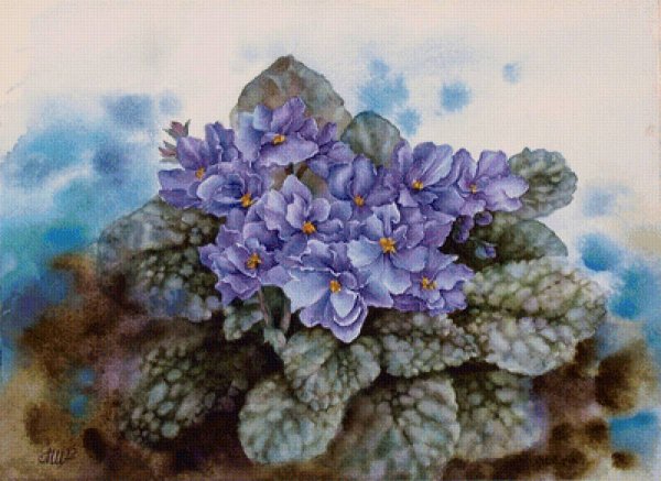 Узамбарская фиалка акварелью