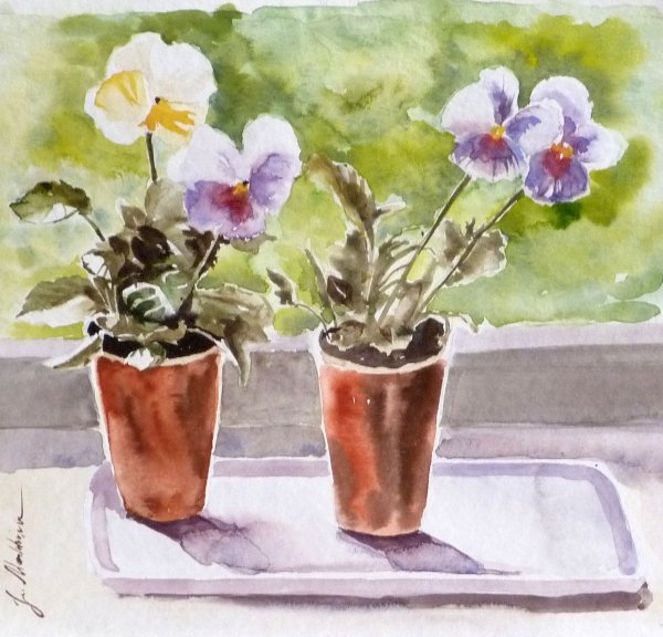 Сенполия Апрельская акварель