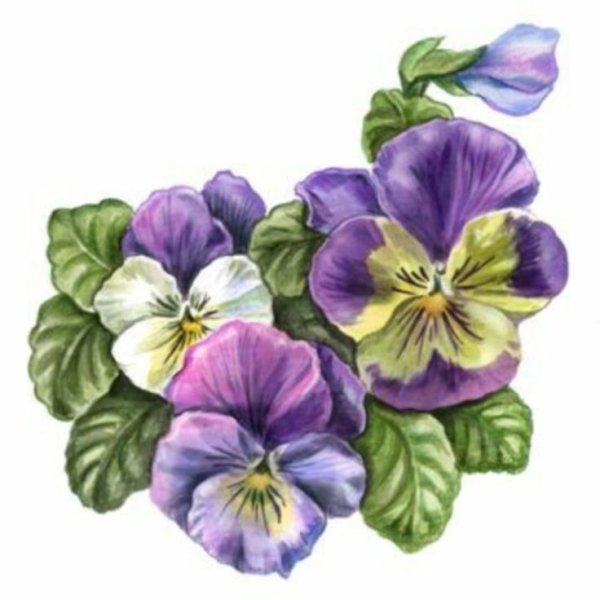 Анютины глазки Sizzix