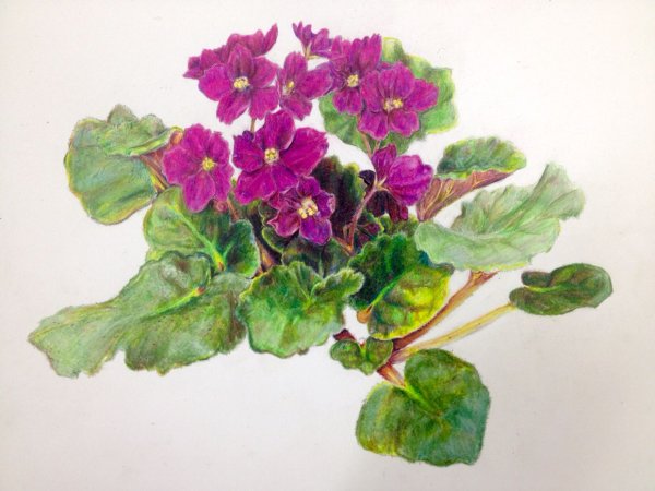 Фиалка Enchanted Watercolor