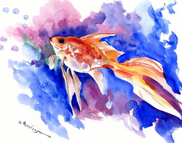 Золотая рыбка акварель