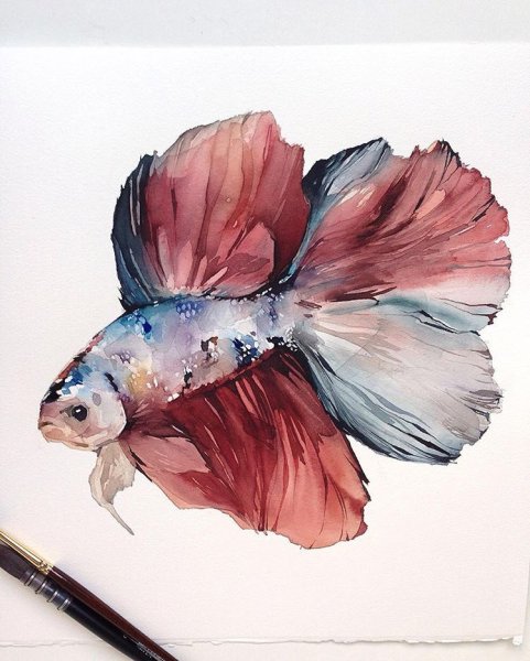 Наталья Каданцева акварель животные