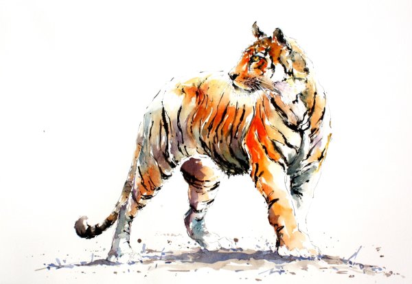 Тигр акварель на белом фоне