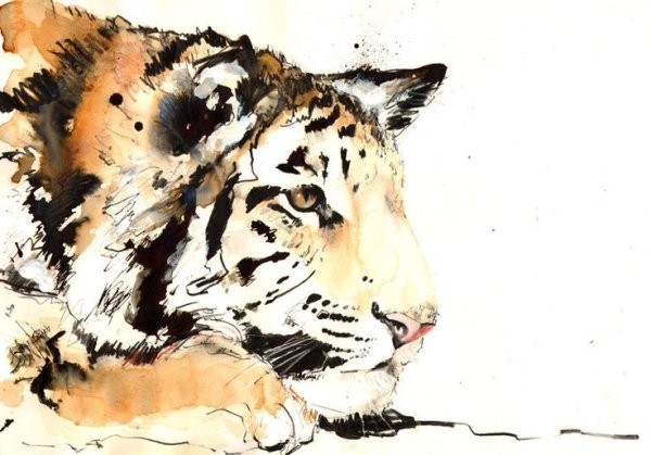 Тигр живопись акварель
