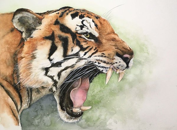 Тигрица акварель