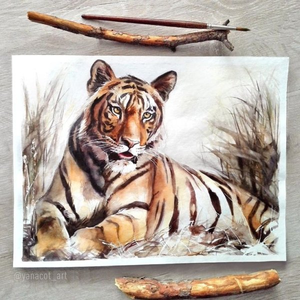 Тигр акварель