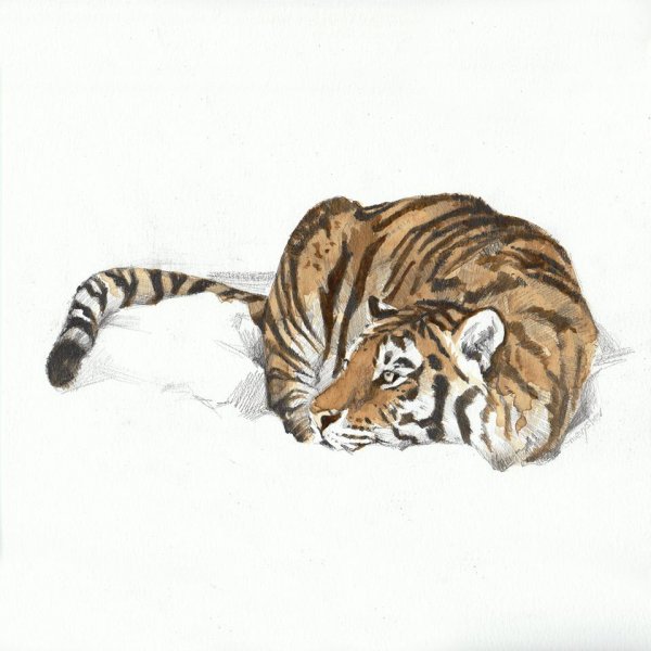 Тигр иллюстрация акварель