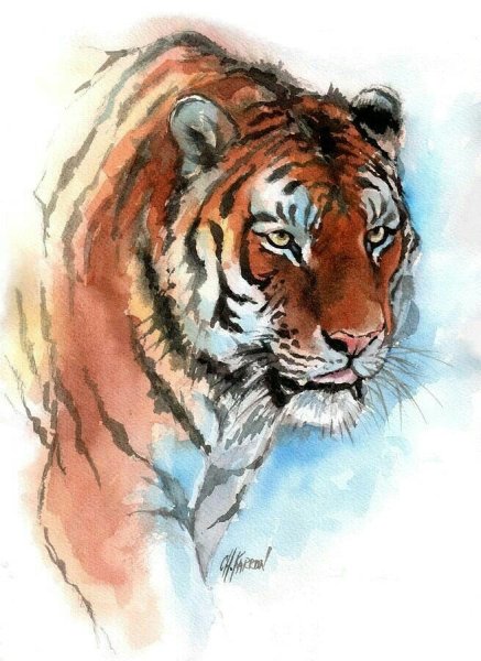 Тигр живопись акварель