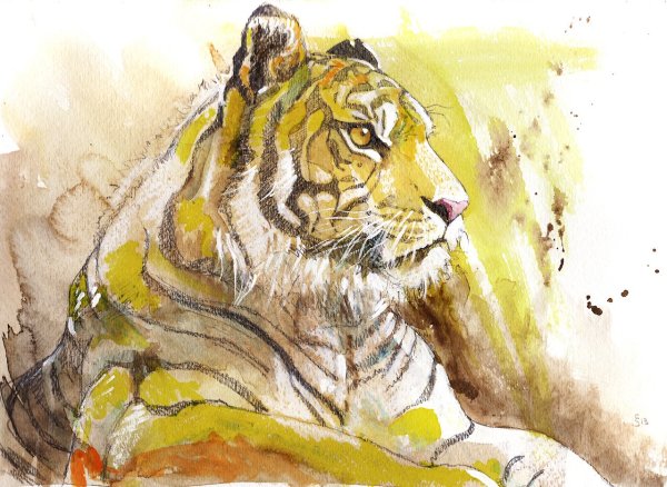 Тигр живопись акварель