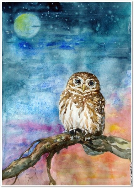 Совушки на ветке