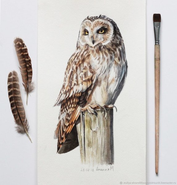 Алина Сканцева иллюстратор