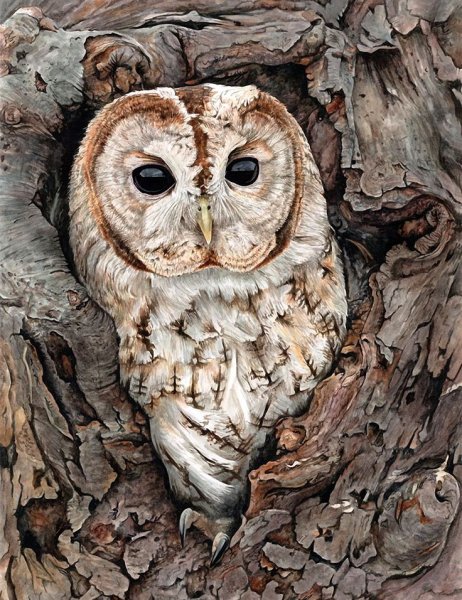 Сова гуашью