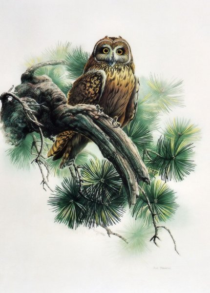 Сова иллюстрация акварель для детей