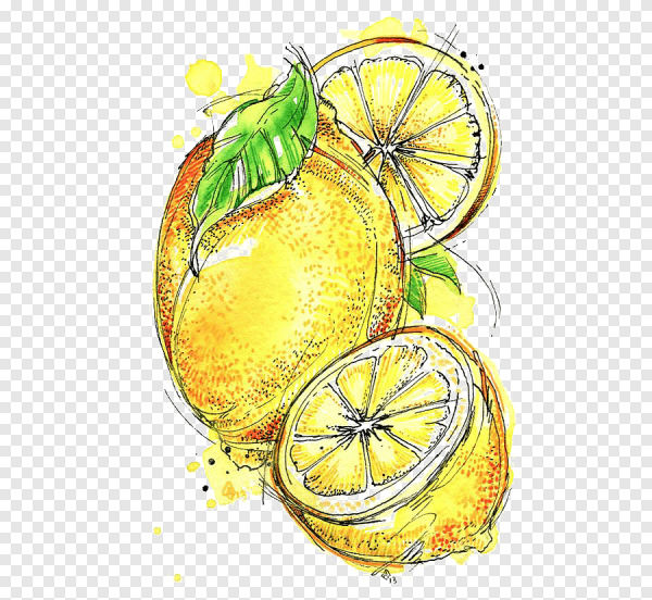 Скетчинг фрукты