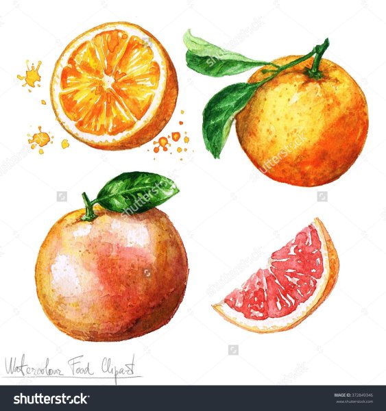 Грейпфрут дольки акварелью на белом фоне