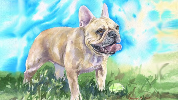 Французский бульдог акварелью