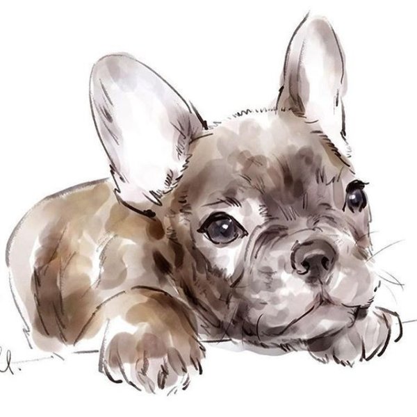 Французский бульдог акварелью