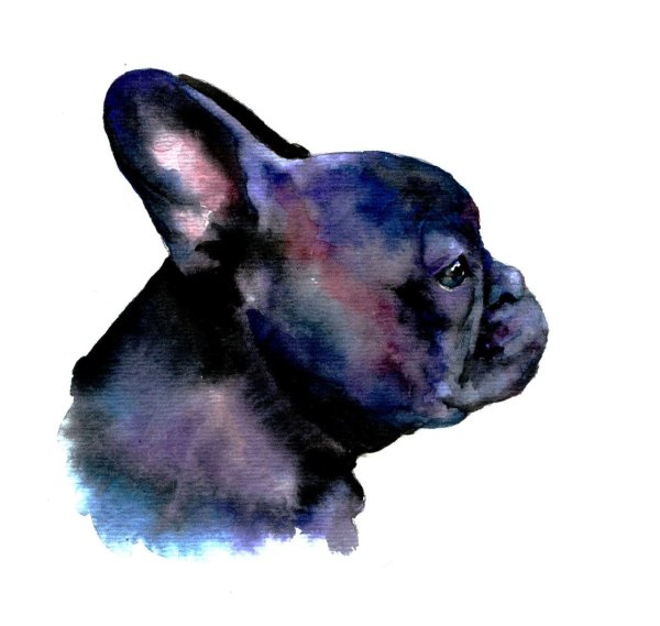 Французский бульдог акварелью