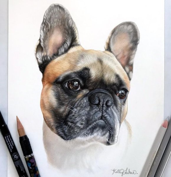 Французский бульдог акварелью
