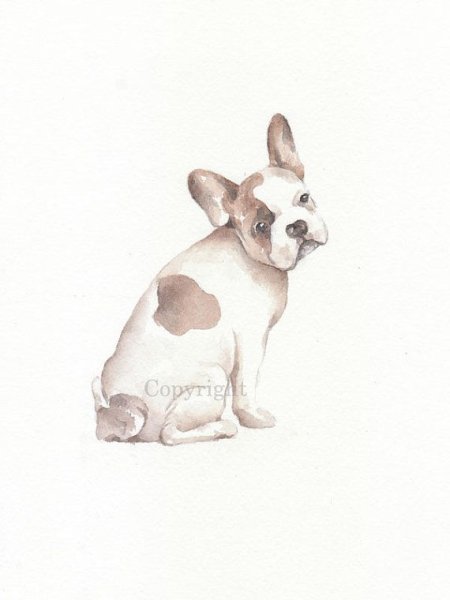 Французский бульдог скетч акварель