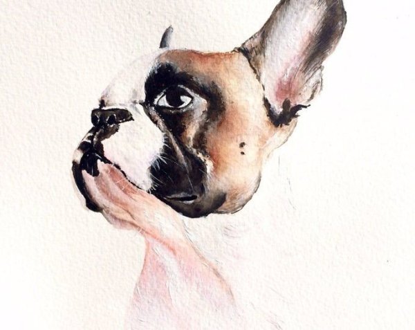 Французский бульдог акварелью