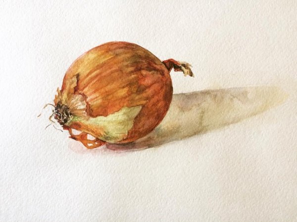 Капуста белокочанная акварель